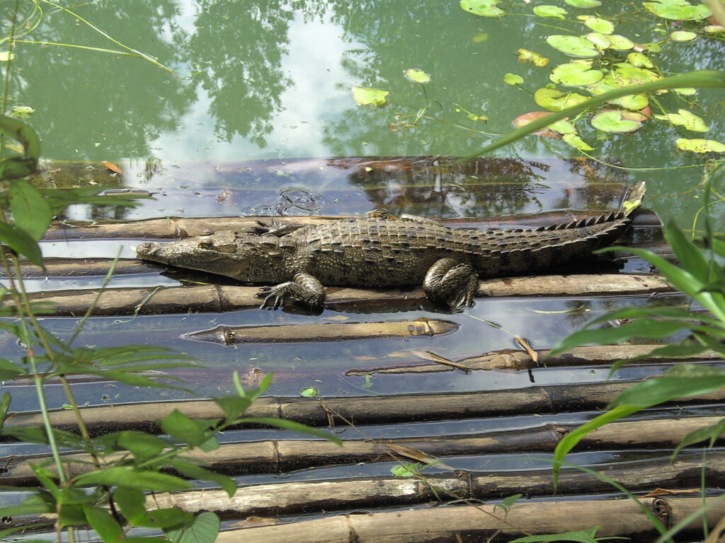 Krokodil